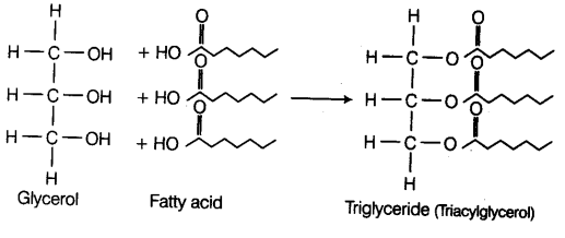 biomolecules-cbse-notes-for-class-11-biology-8