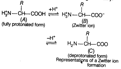 biomolecules-cbse-notes-for-class-11-biology-5