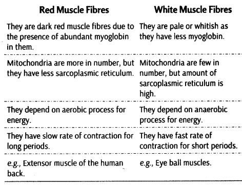 locomotion-movement-cbse-notes-class-11-biology-8