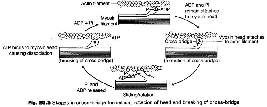 locomotion-movement-cbse-notes-class-11-biology-6