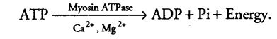 locomotion-movement-cbse-notes-class-11-biology-5