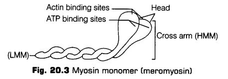 locomotion-movement-cbse-notes-class-11-biology-3