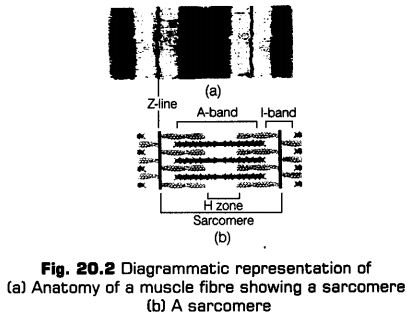 locomotion-movement-cbse-notes-class-11-biology-2