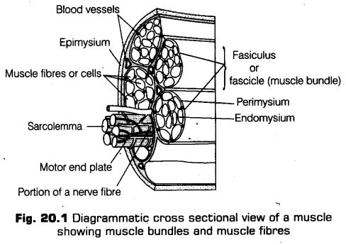 locomotion-movement-cbse-notes-class-11-biology-1