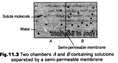 transport-in-plants-cbse-notes-for-class-11-biology-7