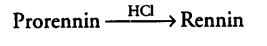 digestion-absorption-cbse-notes-class-11-biology-12