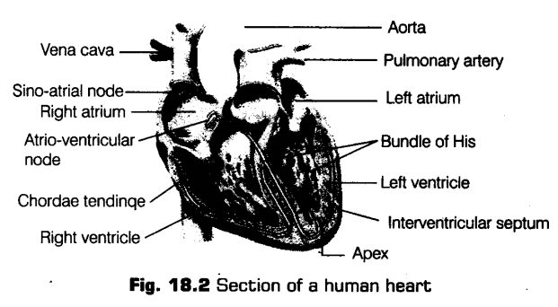 body-fluids-circulation-cbse-notes-class-11-biology-6