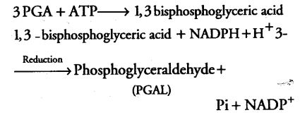 photosynthesis-higher-plants-cbse-notes-class-11-biology-15