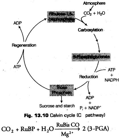 photosynthesis-higher-plants-cbse-notes-class-11-biology-14