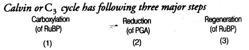 photosynthesis-higher-plants-cbse-notes-class-11-biology-13