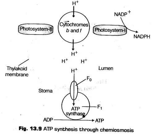 photosynthesis-higher-plants-cbse-notes-class-11-biology-12