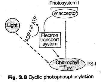 photosynthesis-higher-plants-cbse-notes-class-11-biology-11