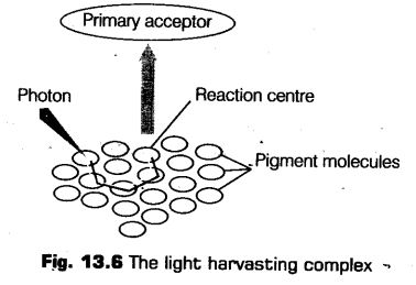 photosynthesis-higher-plants-cbse-notes-class-11-biology-9