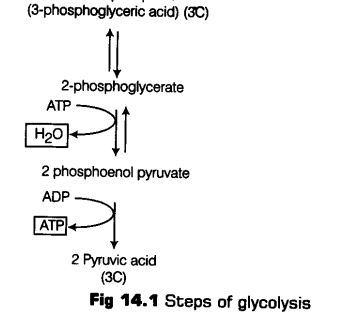 respiration-plants-cbse-notes-class-11-biology-3