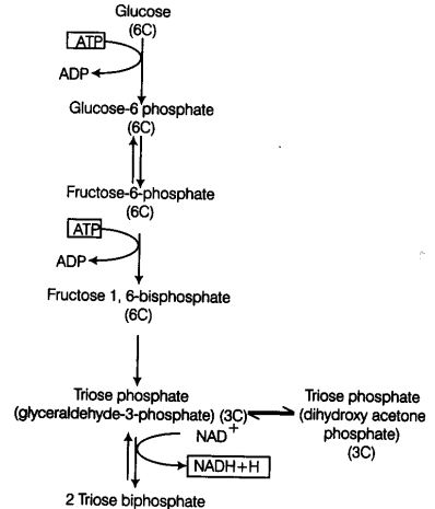 respiration-plants-cbse-notes-class-11-biology-2