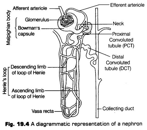 excretory-products-and-their-elimination-cbse-notes-for-class-11-biology-7