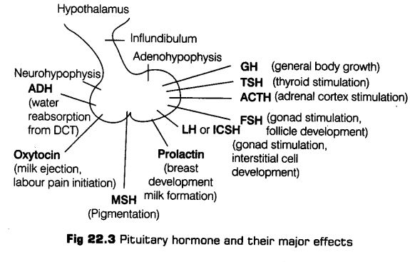 chemical-coordination-integration-cbse-notes-class-11-biology-3