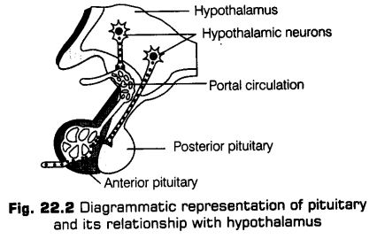 chemical-coordination-integration-cbse-notes-class-11-biology-2