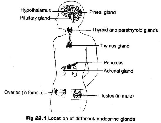 chemical-coordination-integration-cbse-notes-class-11-biology-1