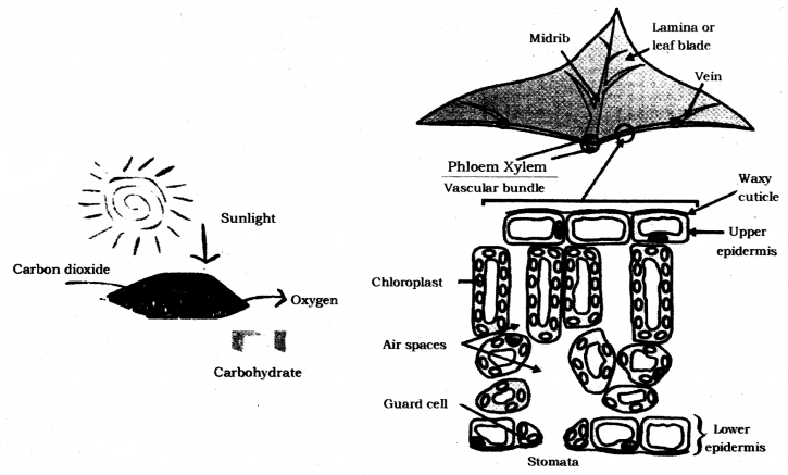 Life Processes Class 10 Notes Science Chapter 6 3