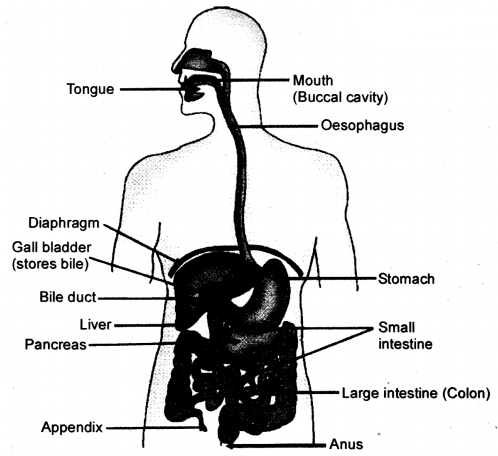 Life Processes Class 10 Notes Science Chapter 6 7