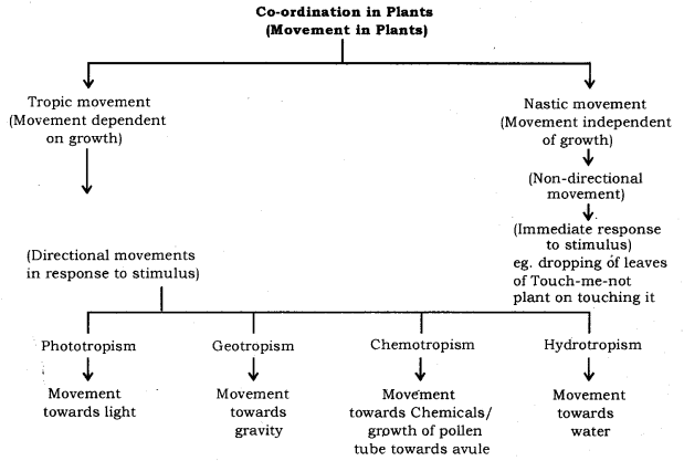 Control and Coordination Class 10 Notes Science Chapter 7 10