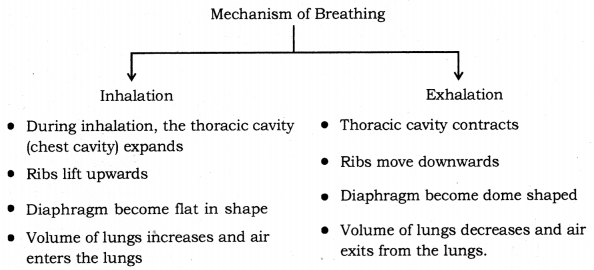 Life Processes Class 10 Notes Science Chapter 6 17