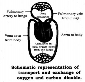 Life Processes Class 10 Notes Science Chapter 6 20