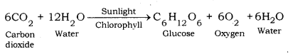 Life Processes Class 10 Notes Science Chapter 6 25