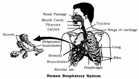 Life Processes Class 10 Notes Science Chapter 6 14