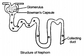 Life Processes Class 10 Notes Science Chapter 6 23