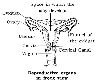 How do Organisms Reproduce Class 10 Notes Science Chapter 8 15