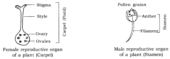 How do Organisms Reproduce Class 10 Notes Science Chapter 8 9