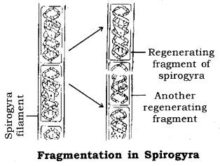 How do Organisms Reproduce Class 10 Notes Science Chapter 8 3