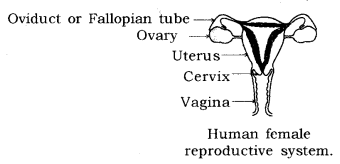 How do Organisms Reproduce Class 10 Notes Science Chapter 8 14