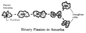 How do Organisms Reproduce Class 10 Notes Science Chapter 8 1