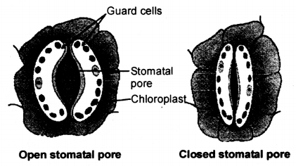 Life Processes Class 10 Notes Science Chapter 6 5