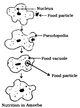 Life Processes Class 10 Notes Science Chapter 6 6