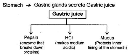 Life Processes Class 10 Notes Science Chapter 6 9