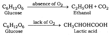 Life Processes Class 10 Notes Science Chapter 6 12