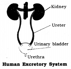 Life Processes Class 10 Notes Science Chapter 6 22