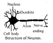 Control and Coordination Class 10 Notes Science Chapter 7 2