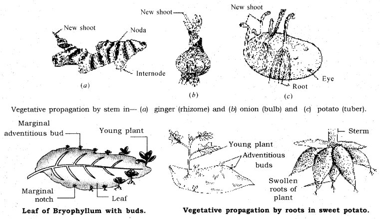 How do Organisms Reproduce Class 10 Notes Science Chapter 8 7