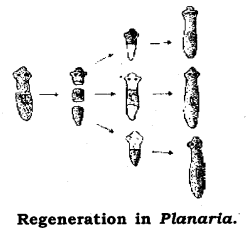How do Organisms Reproduce Class 10 Notes Science Chapter 8 4