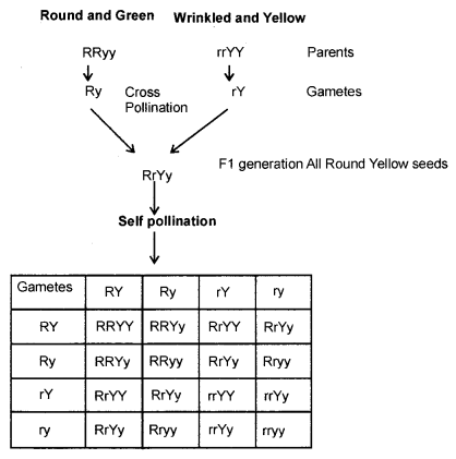 Heredity and Evolution Class 10 Notes Science Chapter 9 2