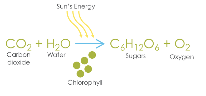 photosynthesis Equation Life Processes Class 10 Notes